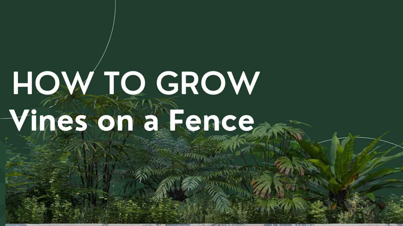 How to Create a Lush Green Fence with Climbing Vines